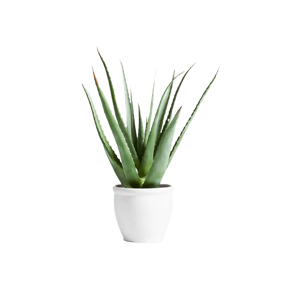 Potted Faux Agave Sisal Plant